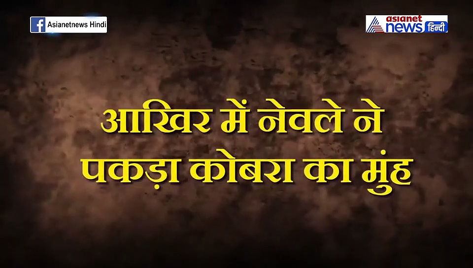 कोबरा और नेवले के बीच हुई खतरनाक फाइट, कैमरे में कैप्चर हुआ रेयर वीडियो