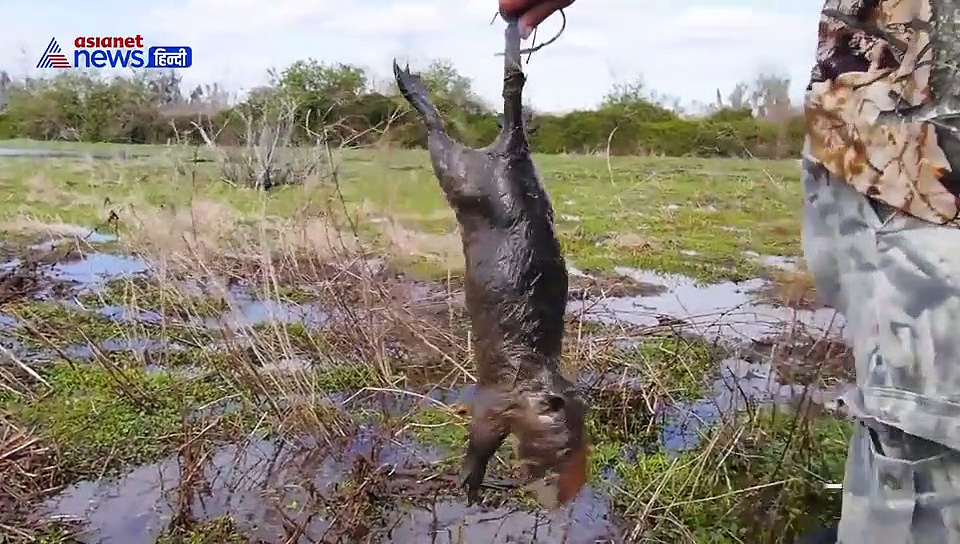 कोरोनावायरस के बाद अब मंडराया हंतावायरस; जानिए Hantavirus के बारे में सब कुछ