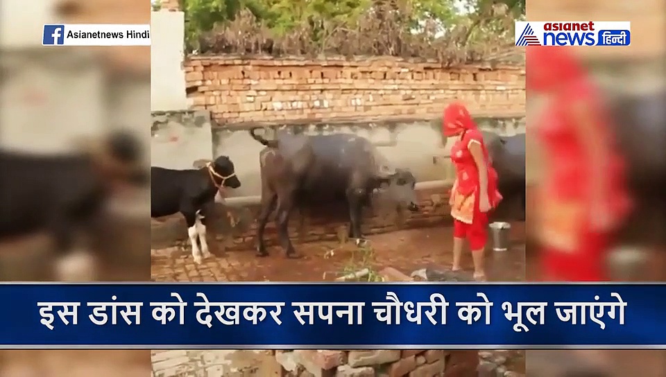 भैंस का दूध निकाल रही थी महिला...