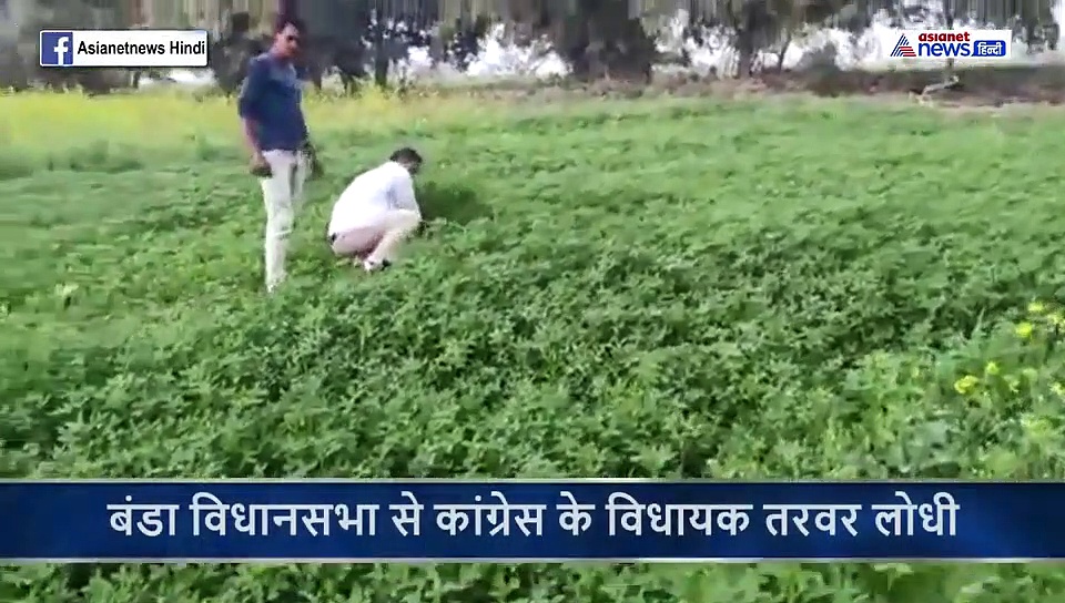 क्यों खेत में काम करते नजर आए विधायक, पूछने पर दिया ये जवाब