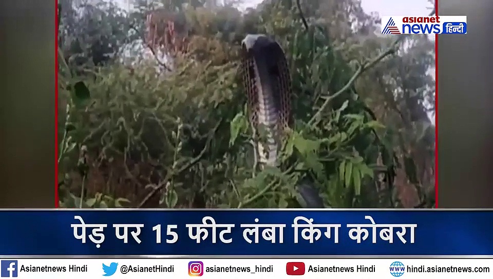 पेड़ पर लटका था 50 किलो का कोबरा, देखकर दहशत में आ गए लोग