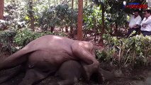 Karnataka: Three elephants found dead in Coorg