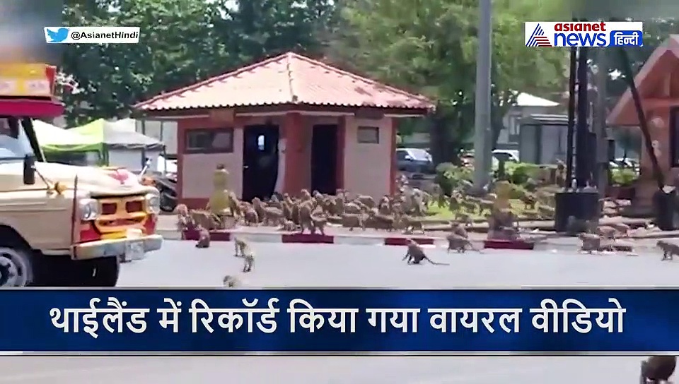 कोरोना वायरस के कारण रातों-रात वीरान हुआ शहर, अब इंसान नहीं, हुआ बंदरों का कब्जा