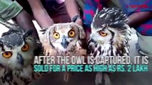 Innocent owls trapped through this method by the Hakki Pikki tribe