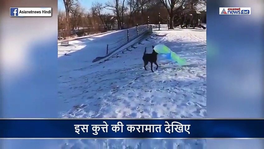 फिल्मों का दिवाना है ये DOG, कॉपी किया फिल्म बाहुबली का सबसे खतरनाक सीन