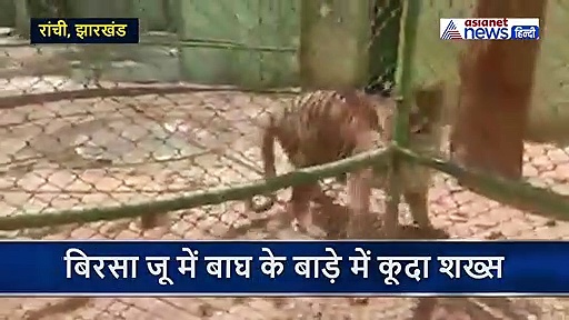 पत्नी की विदाई सह नहीं पाया पति और मरने के लिए जा पहुंचा टाइगर के सामने