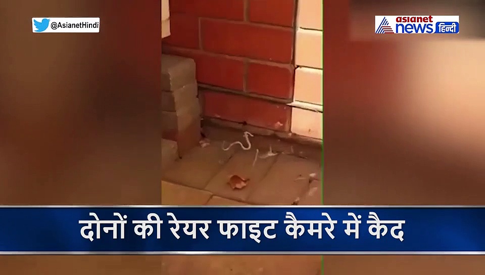 जिस सांप के काटने से चुटकी बजाते ही होती है इंसान की मौत, उससे भिड़ गई एक मकड़ी