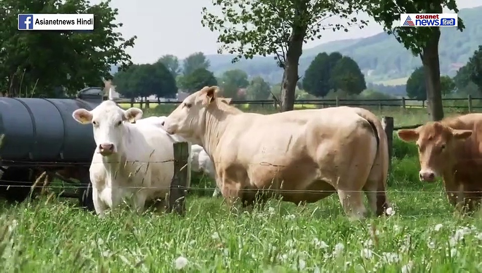 पालतू कुत्ता या बिल्ली की मौत देती है संकेत...आपके साथ हो सकती है अनहोनी, ऐसे करें उपाय