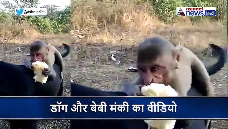 नन्हे बंदर को पीठ पर बैठाकर घुमा रहा डॉग, दोनों की दोस्ती का वीडिया वायरल