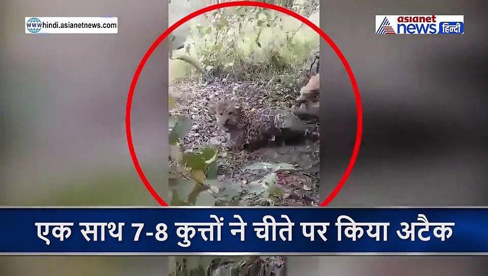 कुत्तों ने चीते पर किया अटैक...पेट से फाड़ा और उड़ा दिए चीथड़े