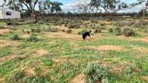 Farmers in far south-west NSW say drought is not over