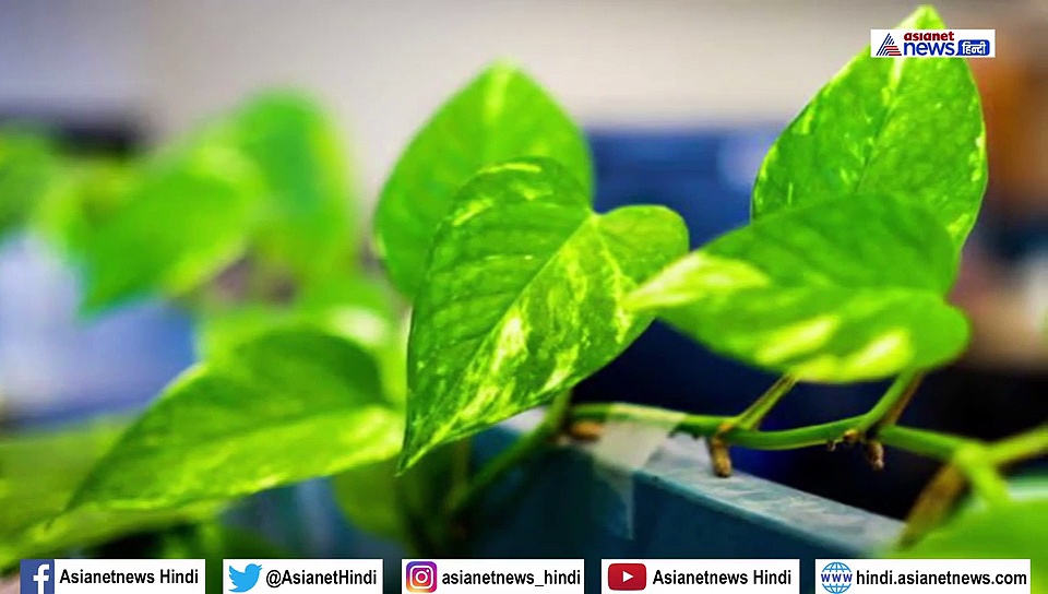 अगर घर में लगा है मनी प्लांट तो जान लें ये जरूरी बातें