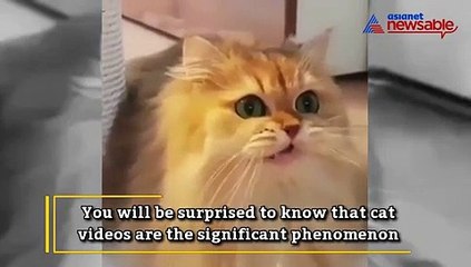Unbelievable! This is how cat videos can lower a company's efficiency