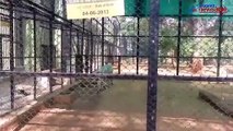 Attendant mauled to death by tiger at Bengaluru's Bannerghatta park