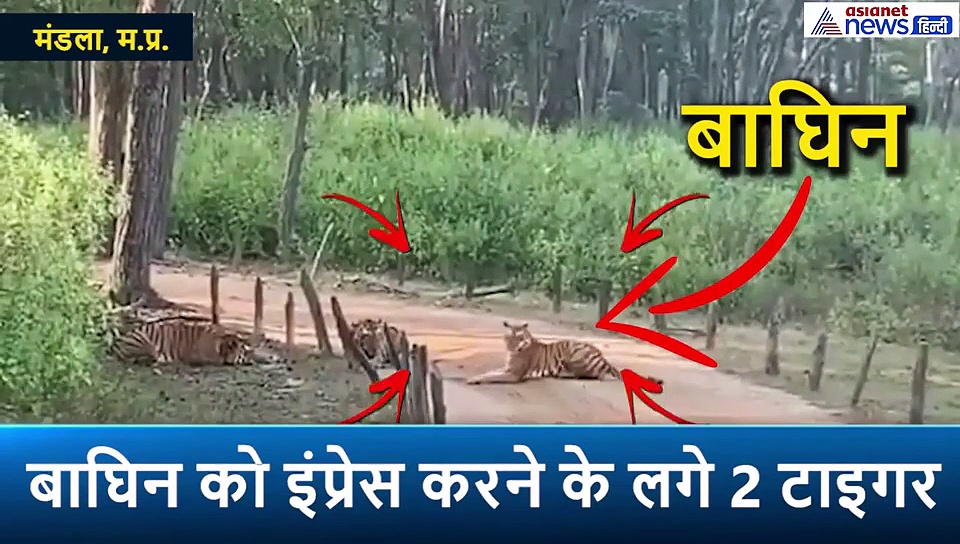 बाघिन ने 2 टाइगरों को बना दिया आशिक, कैमरे में कैद हुआ रोमांटिक सीन