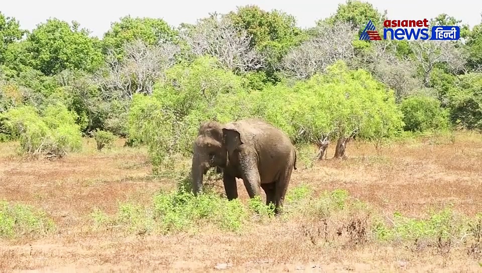 हवाई अड्डे के निर्माण पर हाथियों ने अड़ाई टांग, सरकार को रोकनी पड़ी योजना