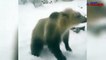 Video of man playing with terrifying bear is breaking the internet