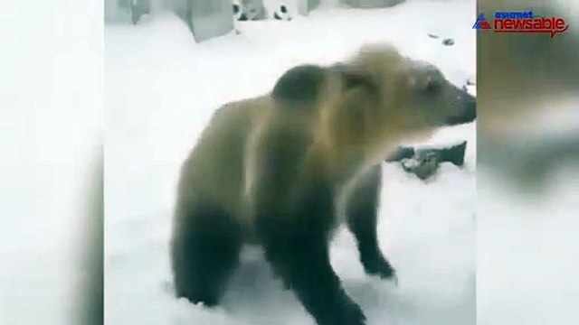 Video of man playing with terrifying bear is breaking the internet