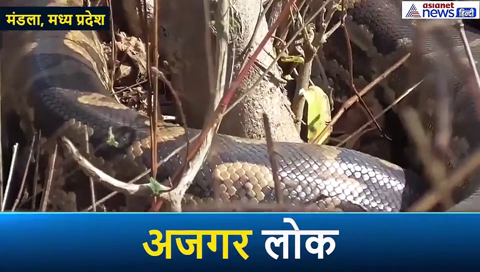 1926 में आई भीषण बाढ़ ने यहां बना दी एक अजगरों की रहस्यमयी दुनिया