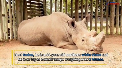 Meet Sudan, he will show you what it means to be the last male alive