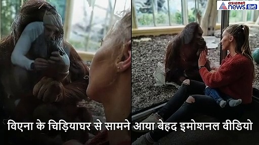 अपनी कोख उजड़ने से टूट गई मादा गोरिला, दूसरी मां को दूध पिलाता देख रो पड़ी