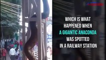 Massive anaconda found unexpectedly twirling around at a railway station