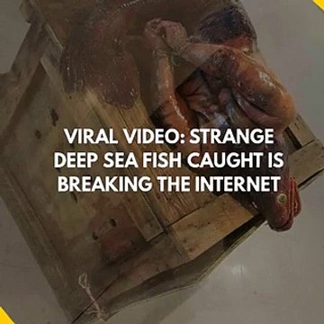 Viral Video: Strange deep sea fish caught is breaking the internet