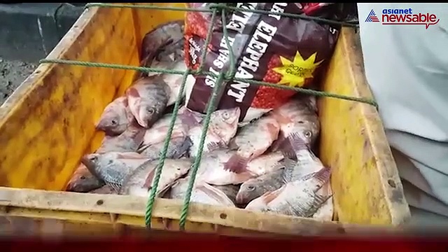 Death on a plate: Here's what's been served to Bengaluru's fish lovers