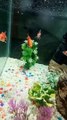 Goldfish Aquarium|Goldfish Beautiful Life|Aquarium Goldfish Beauty