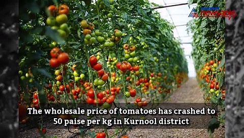 Andhra Pradesh: Farmers in tears as tomato prices plunge to 50 paise a kg