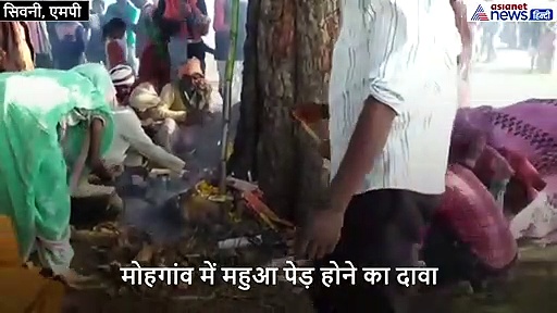 महुआ को चमत्कारी पेड़ मान पूज रहे लोग, सामने आ रहे मन्नत पूरी होने के 'दावे'