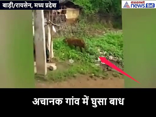 सुबह-सुबह दहशत में आ गया पूरा गांव, जान बचाने के लिए चढ़ गए छतों पर...