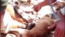 Karnataka's village turns into a graveyard of innocent stray dogs