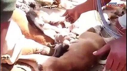 Télécharger la video: Karnataka's village turns into a graveyard of innocent stray dogs