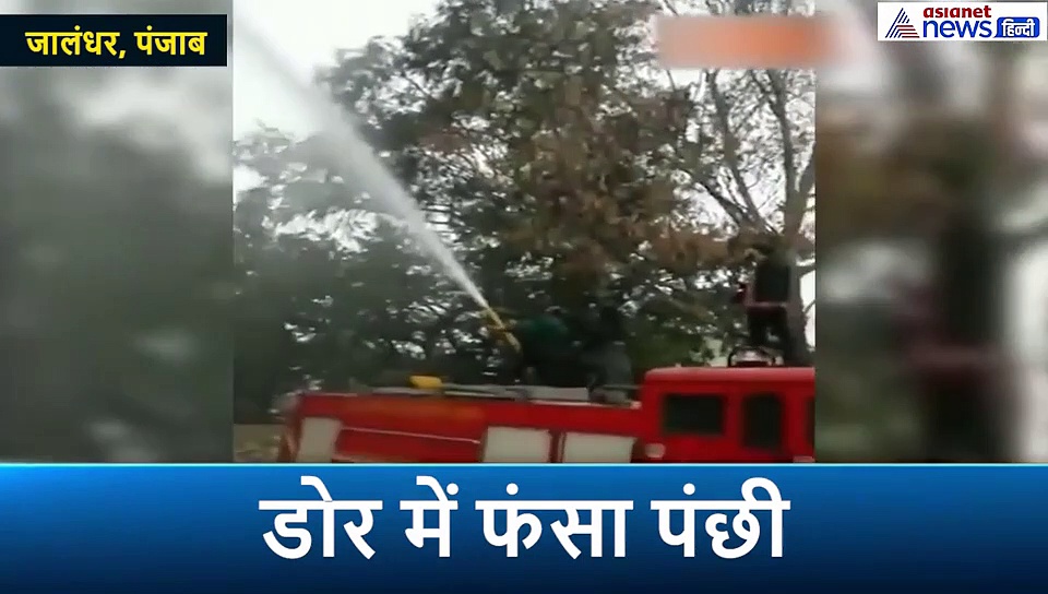 चाइनीज मांझे में फंसकर यूं फड़फड़ाता रहा परिंदा, देखिए कैसे उसकी जान बचाने जुटे लोग