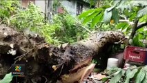 tn7-Árbol de gran tamaño cayó sobre vivienda en Desamparados-170522