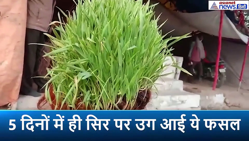 ये हैं हठयोगी बाबा...जो ठान लेते हैं वहीं करते हैं, अपने सिर पर ही कर डाली जौ की खेती