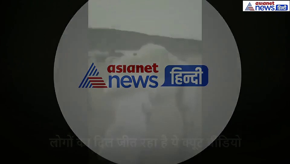 ऊंट ने लगाया मालिक को गले, प्यार में यूं दबा दी गर्दन