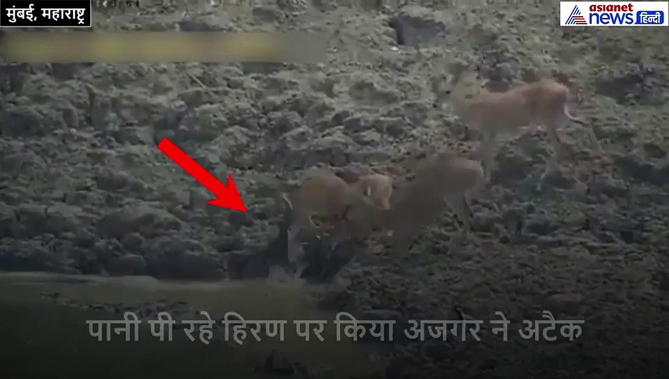 पानी पी रहे हिरण पर अजगर ने बोला हमला, सामने आया शॉकिंग वीडियो