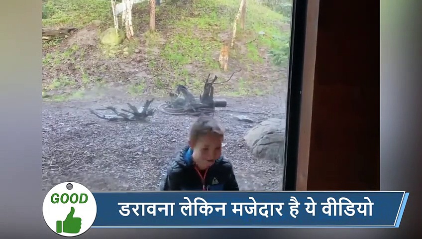 5 वायरल खबरें: पीछे से बच्चे पर बाघ ने किया अटैक, पिता बनाता रहा वीडियो