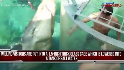 This 'cage of death' allows you to chill with crocodiles