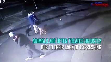 Helpless street dog beaten up by a drunk man