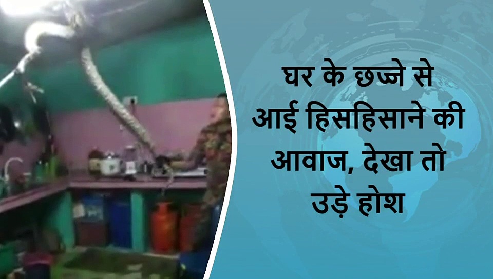 5 वायरल खबरें: घर के छज्जे से आई अजीबोगरीब आवाज, देखा तो उड़े होश