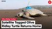 How this Olive Ridley turtle found its way back home