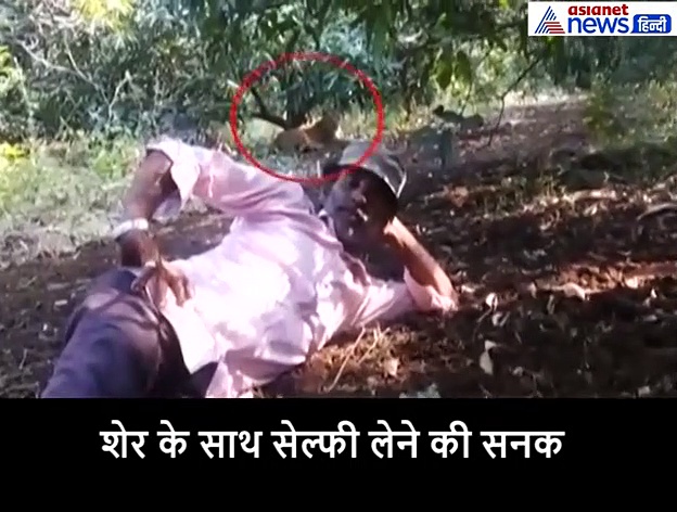 जब एक शख्स शेर के आगे लेटकर सेल्फी ले रहा था....70 सेंकड का वीडियो हुआ वायरल