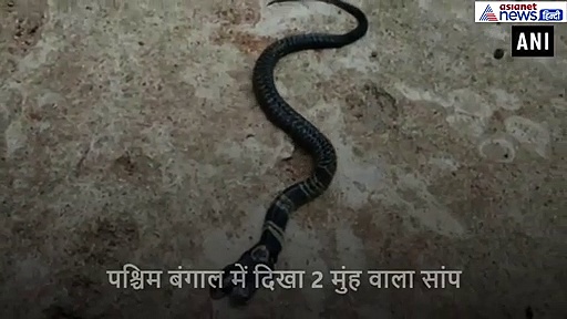 अजीबोगरीब सांप को देख लोगों ने समझा चमत्कार, पिलाने लगे दूध, सामने आया वीडियो