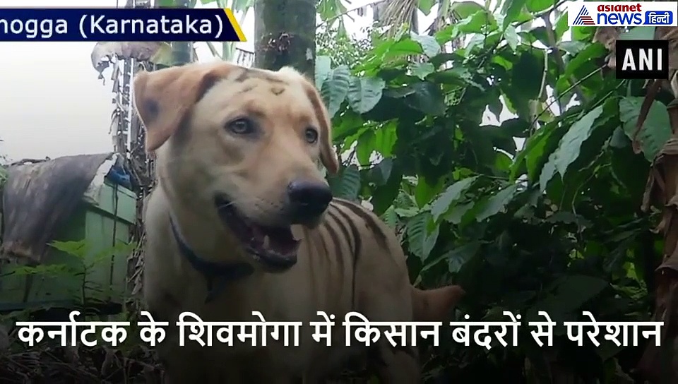 बंदरों के आतंक से परेशान किसानों ने किया यह काम, दुम दबा के भागे बंदर