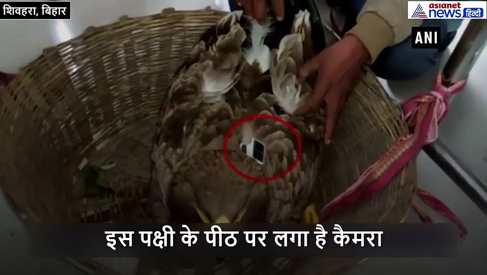 यहां मिला जासूस परिंदा, यह कहीं पाकिस्तान की तो साजिश नहीं