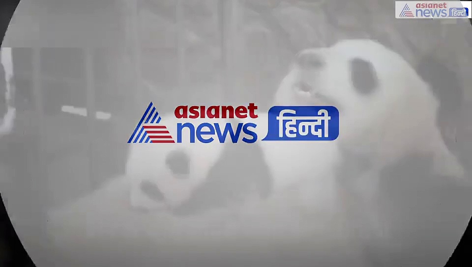 बेबी पांडा को पेट पर झूला झुलाती रही मां, कुछ ही देर में सो गया बच्चा