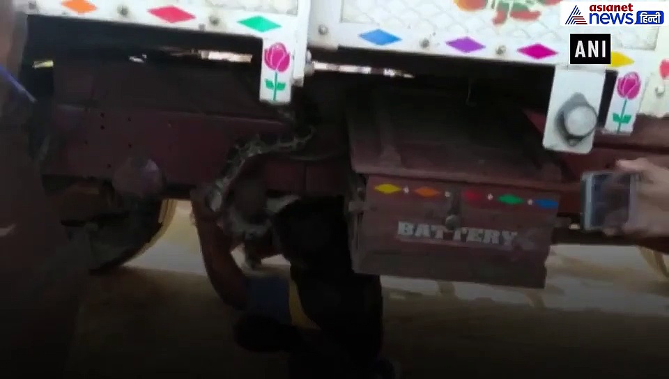 ट्रक में फंसा 8 फुट लंबा अजगर, मचा हड़कंप, कड़ी मशक्कत के बाद निकाला गया बाहर